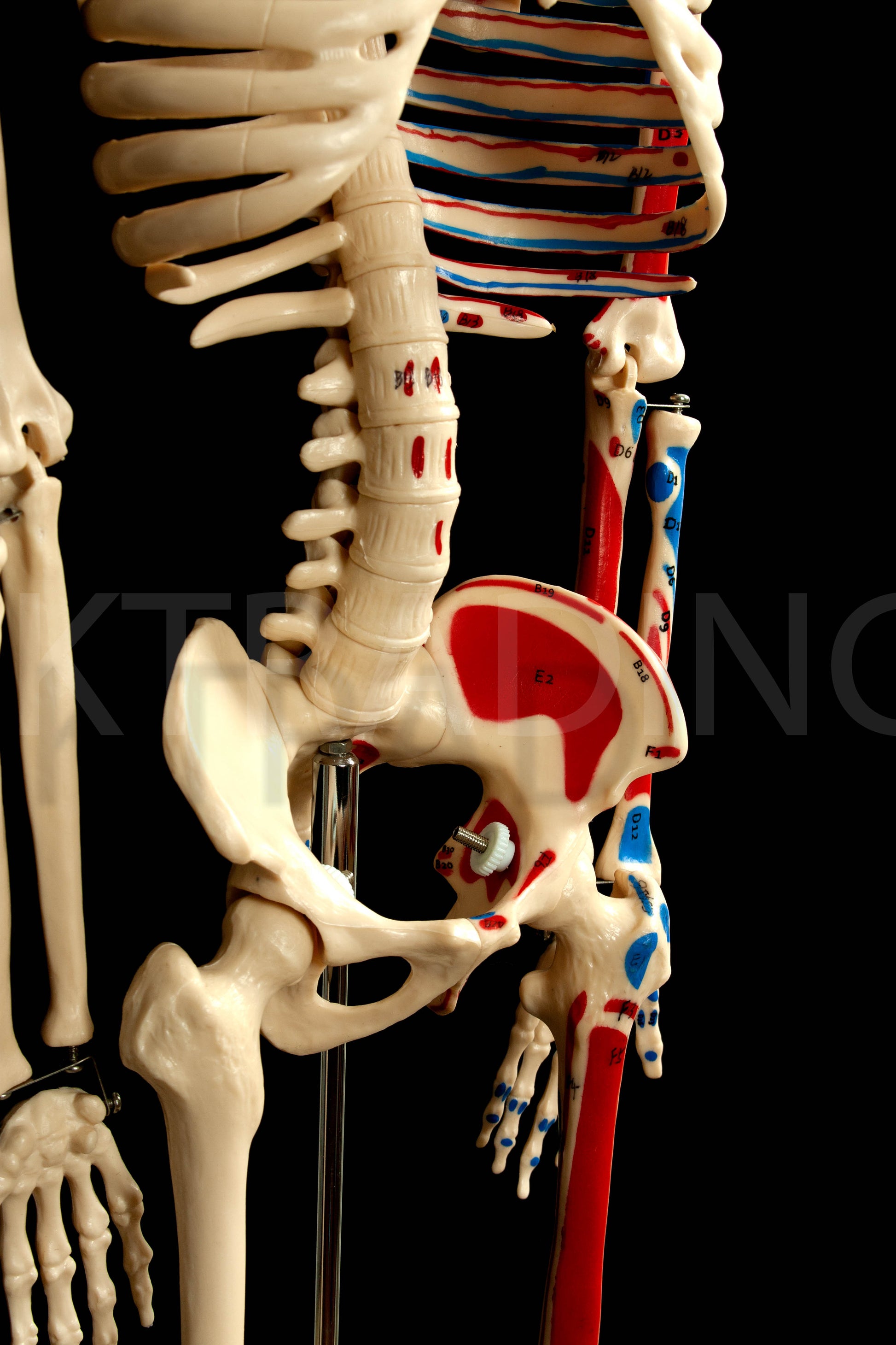 85cm Painted Numbered Skeleton for medical and anatomy education