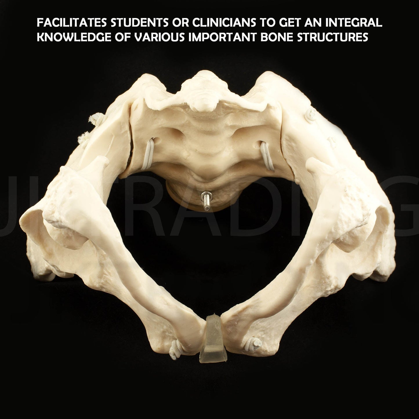 Expandable Female Pelvis Model for medical and anatomy education