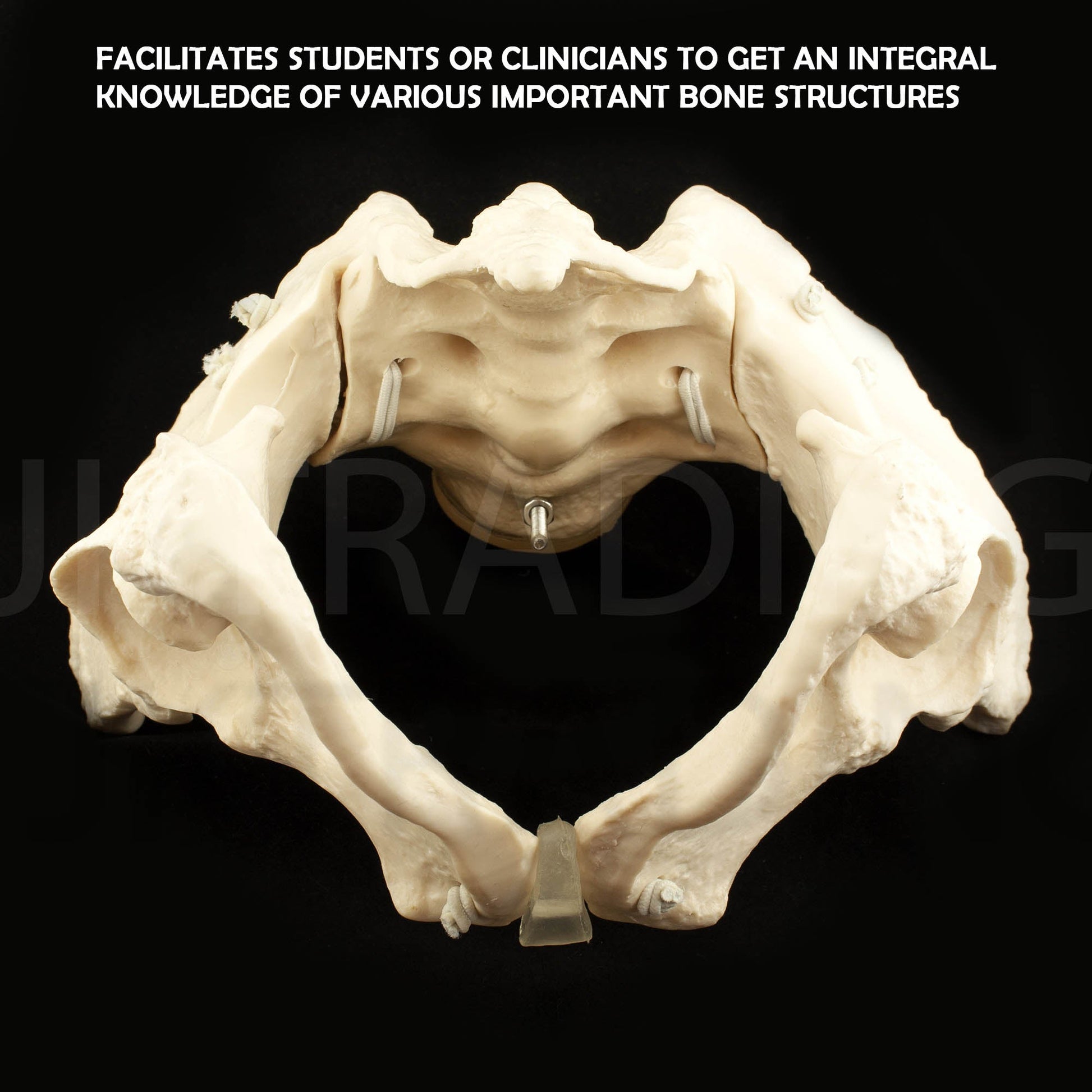 Expandable Female Pelvis Model for medical and anatomy education