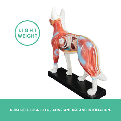 Canine Acupuncture Model for medical and anatomy education