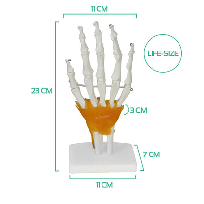 Human Hand Joint Anatomy Model for medical and anatomy education