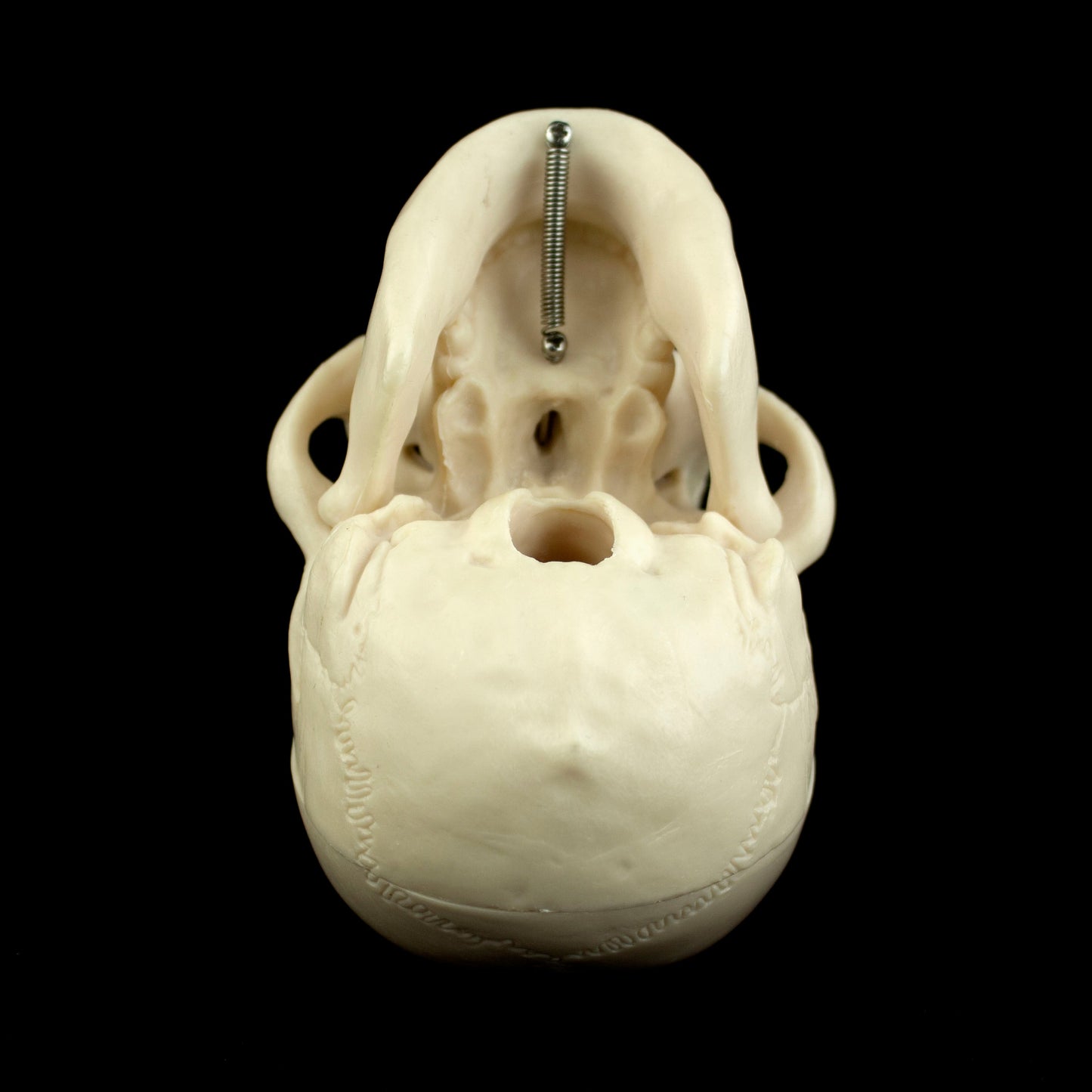 Mini Human Skull Model for medical and anatomy education