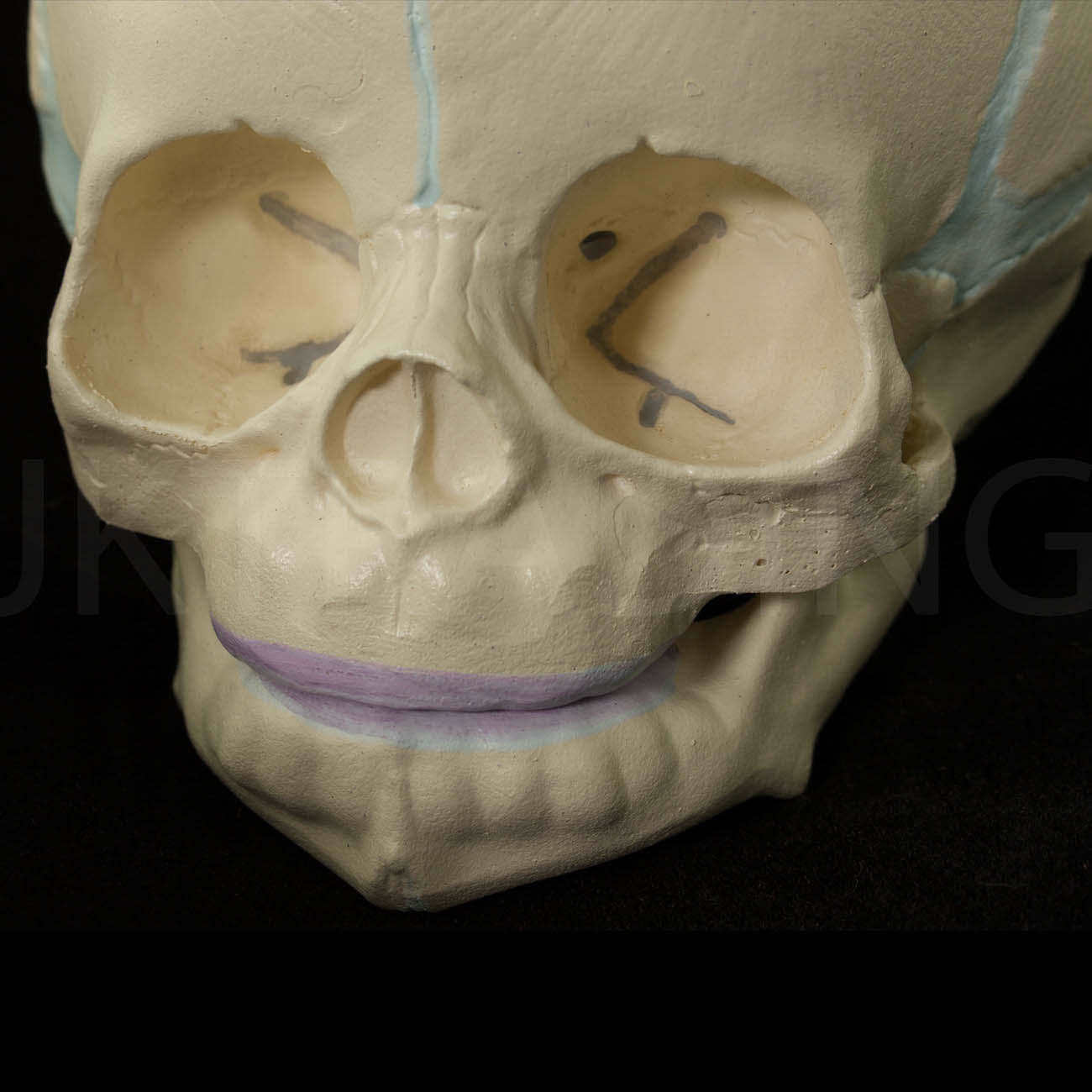 Foetal Skull Anatomy Model for medical and anatomy education