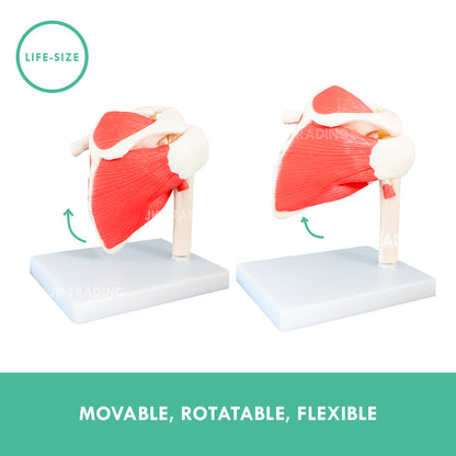 Muscled Shoulder Joint Model for medical and anatomy education