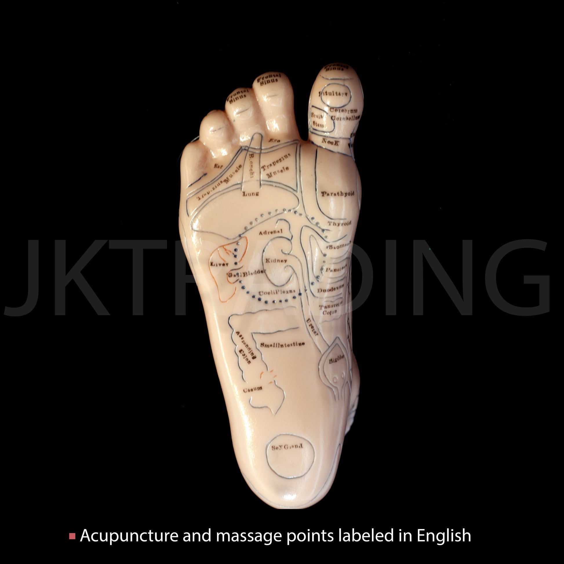Foot Reflexology & Massage Anatomy Model for medical and anatomy education