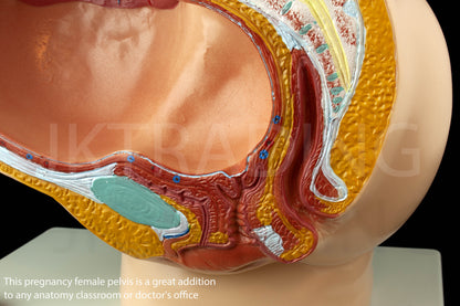 Female Pregnancy Pelvis Section Model for medical and anatomy education