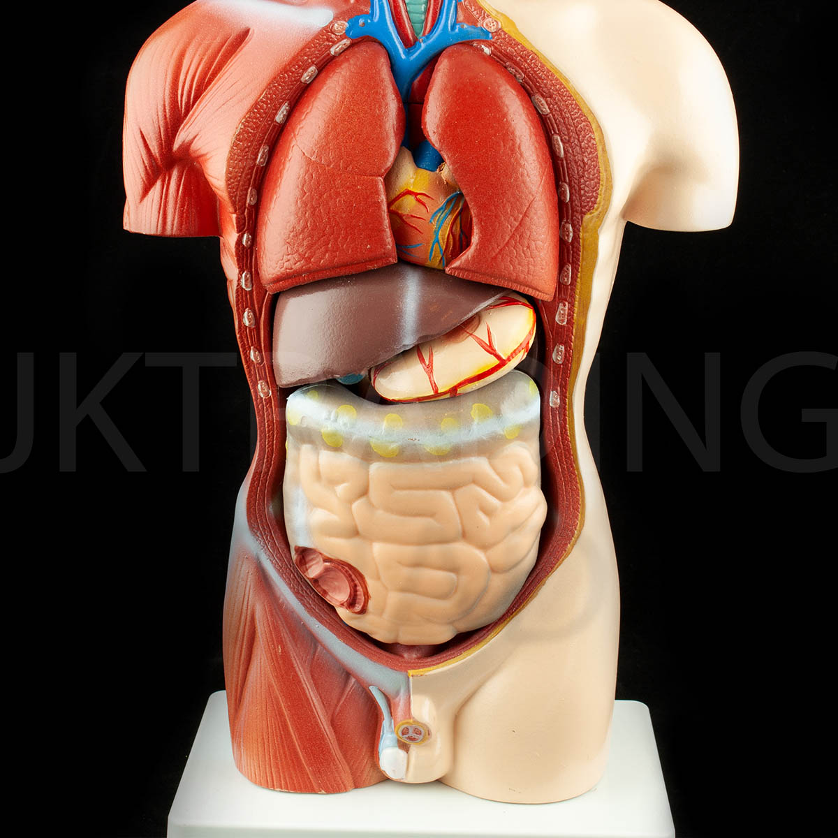 4D Male Torso Anatomy Model for medical and anatomy education