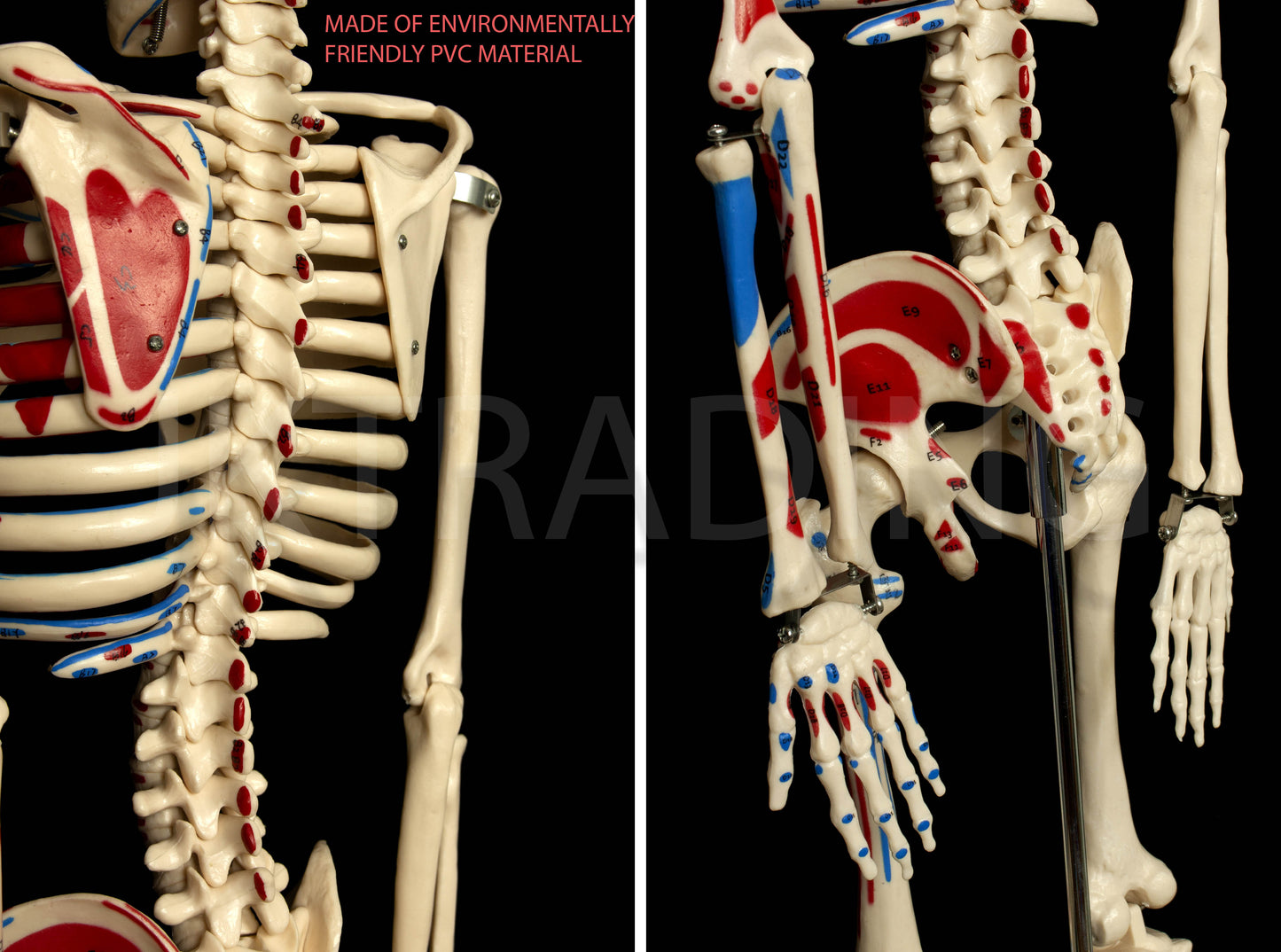 85cm Painted Numbered Skeleton for medical and anatomy education