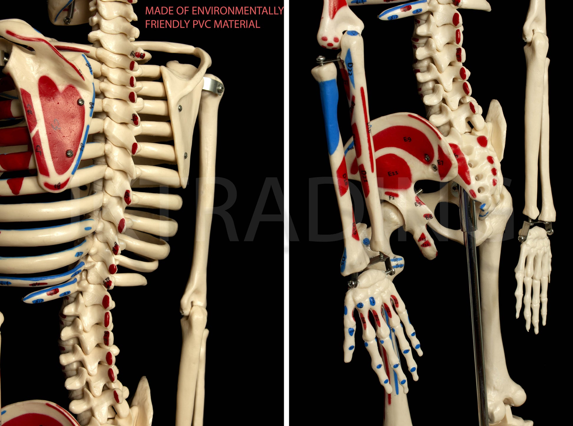 85cm Painted Numbered Skeleton for medical and anatomy education