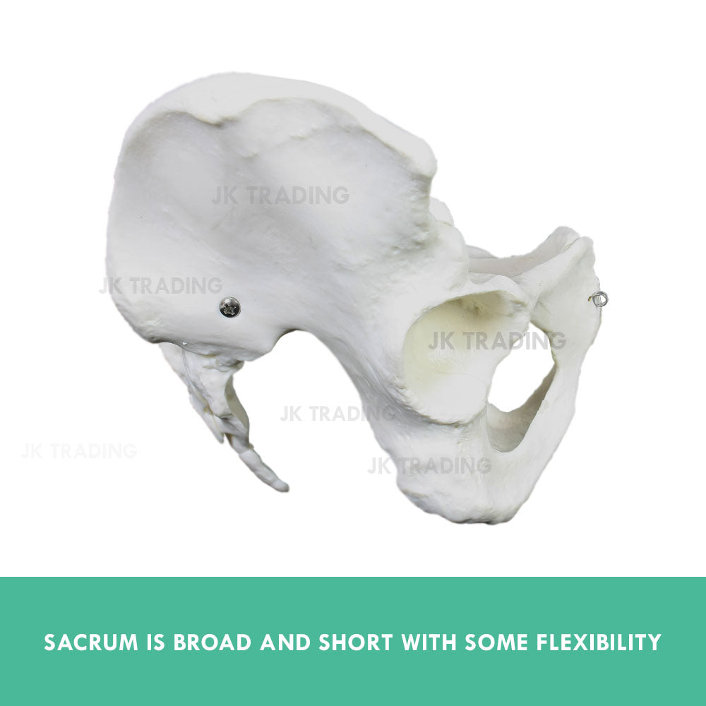 Female Pelvis Anatomy Model for medical and anatomy education