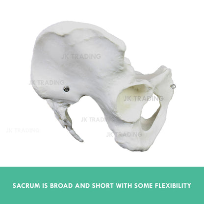 Female Pelvis Anatomy Model for medical and anatomy education