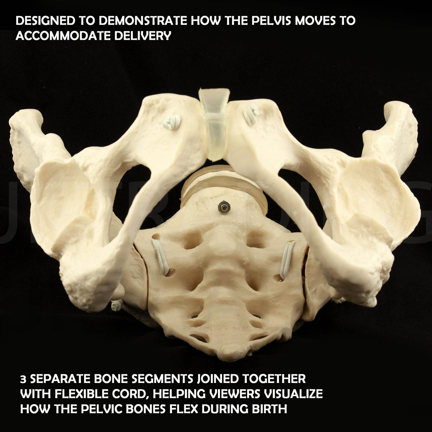 Expandable Female Pelvis Model for medical and anatomy education
