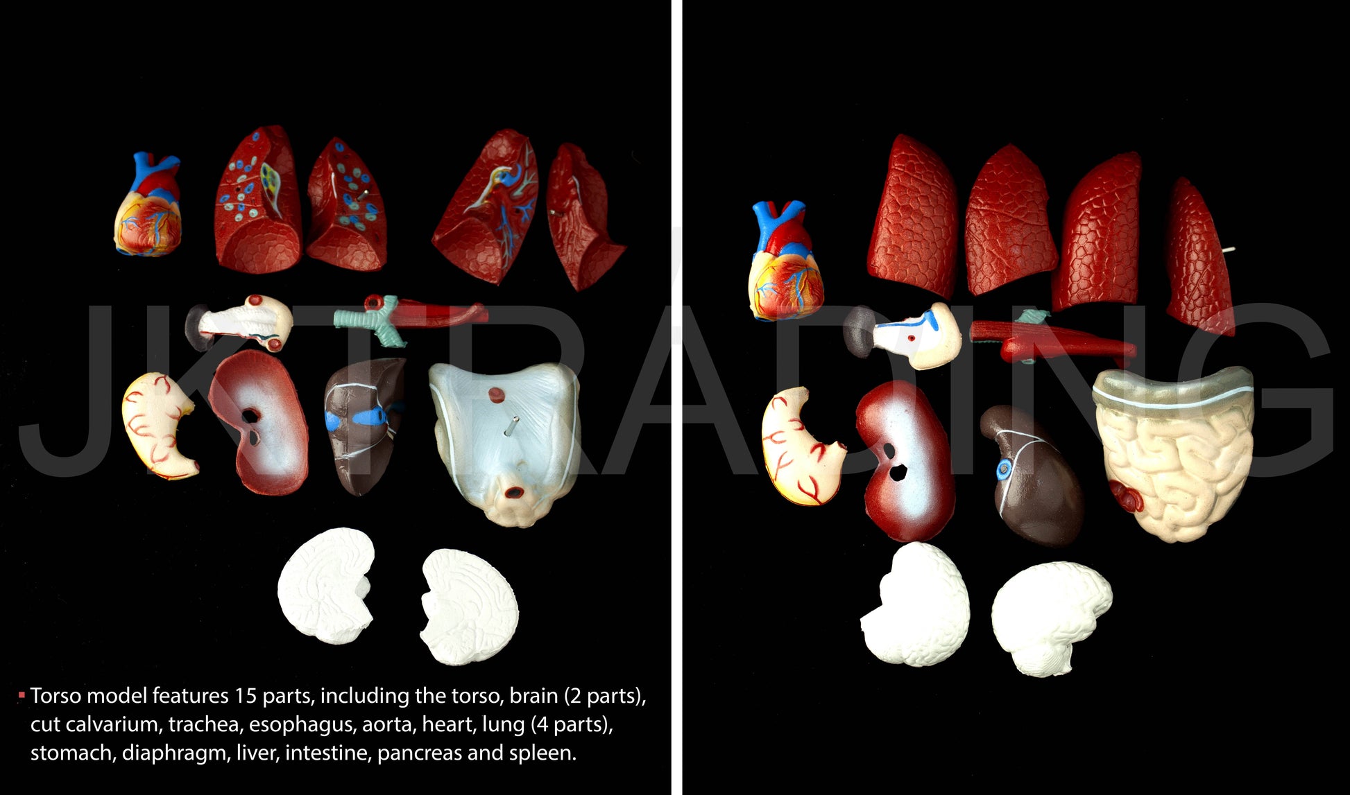 26cm Unisex Human Torso Anatomy Model for medical and anatomy education