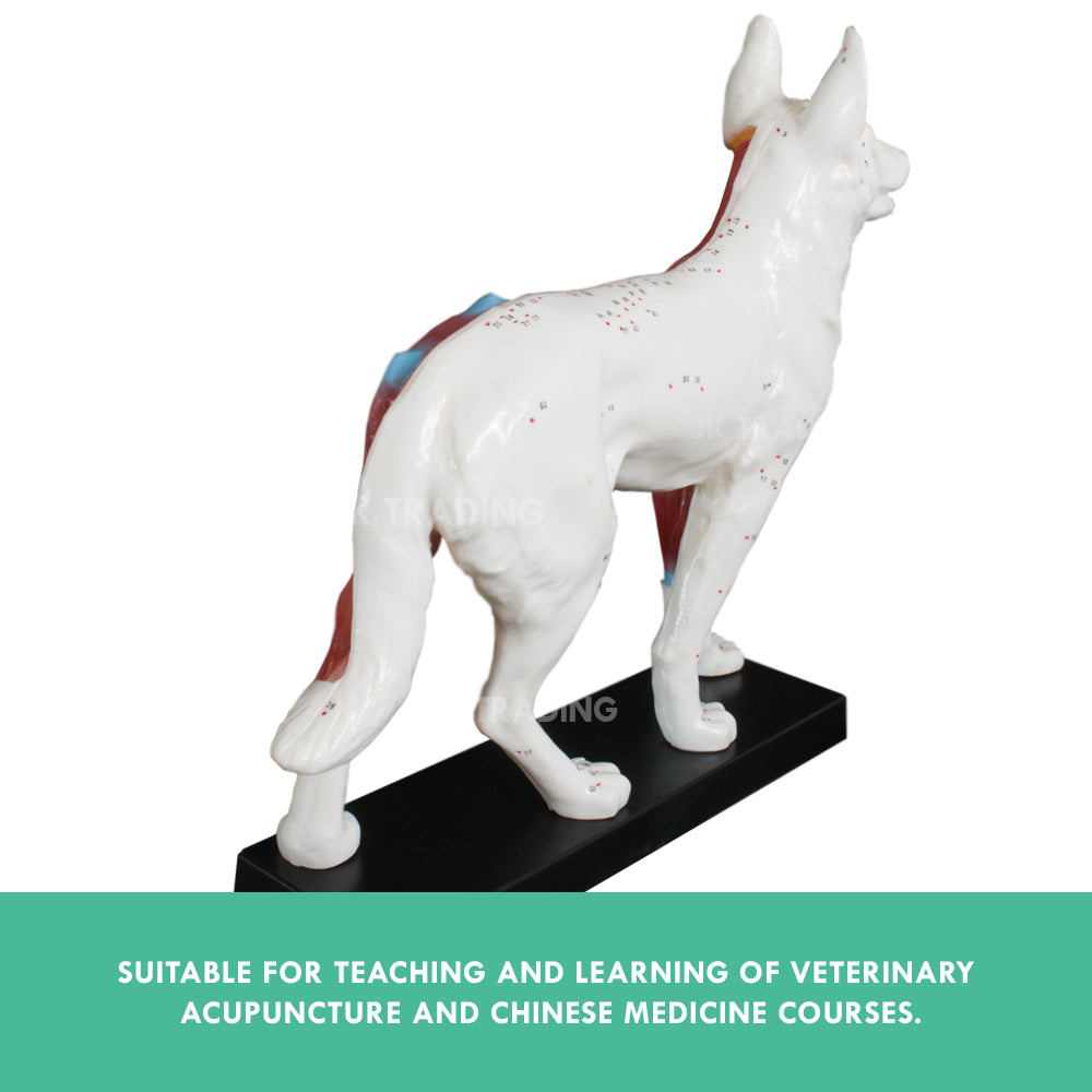 Canine Acupuncture Model for medical and anatomy education