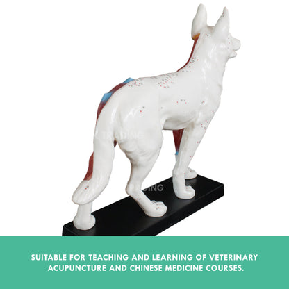 Canine Acupuncture Model for medical and anatomy education