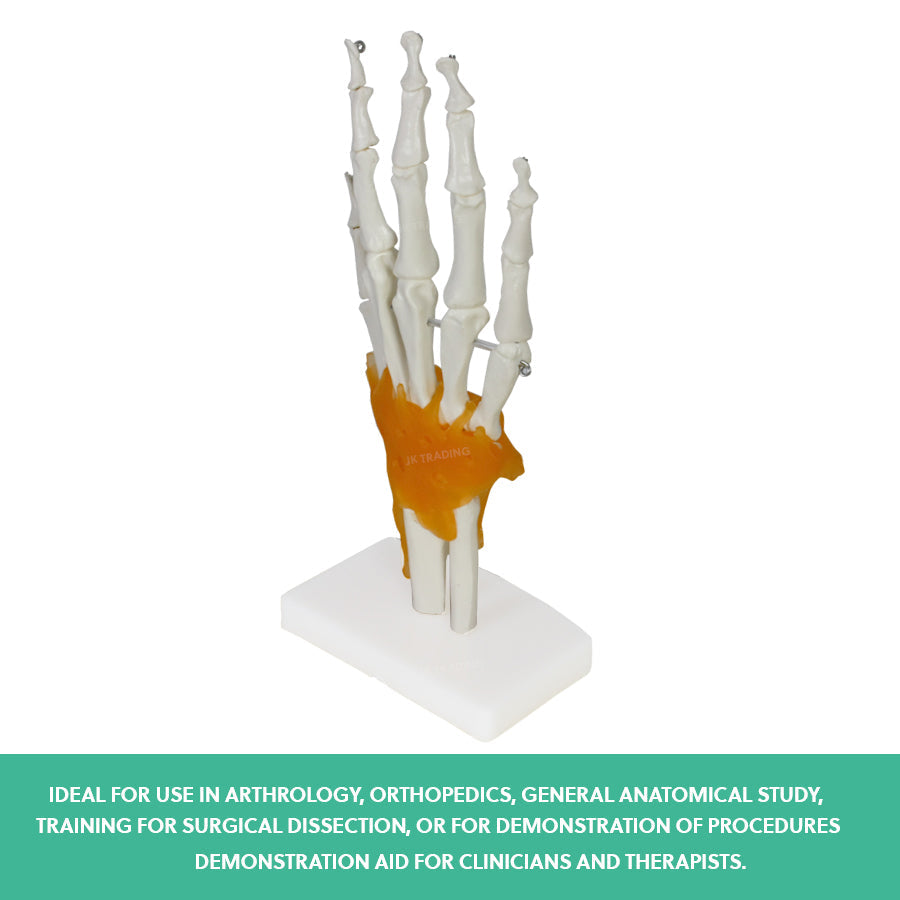 Human Hand Joint Anatomy Model for medical and anatomy education