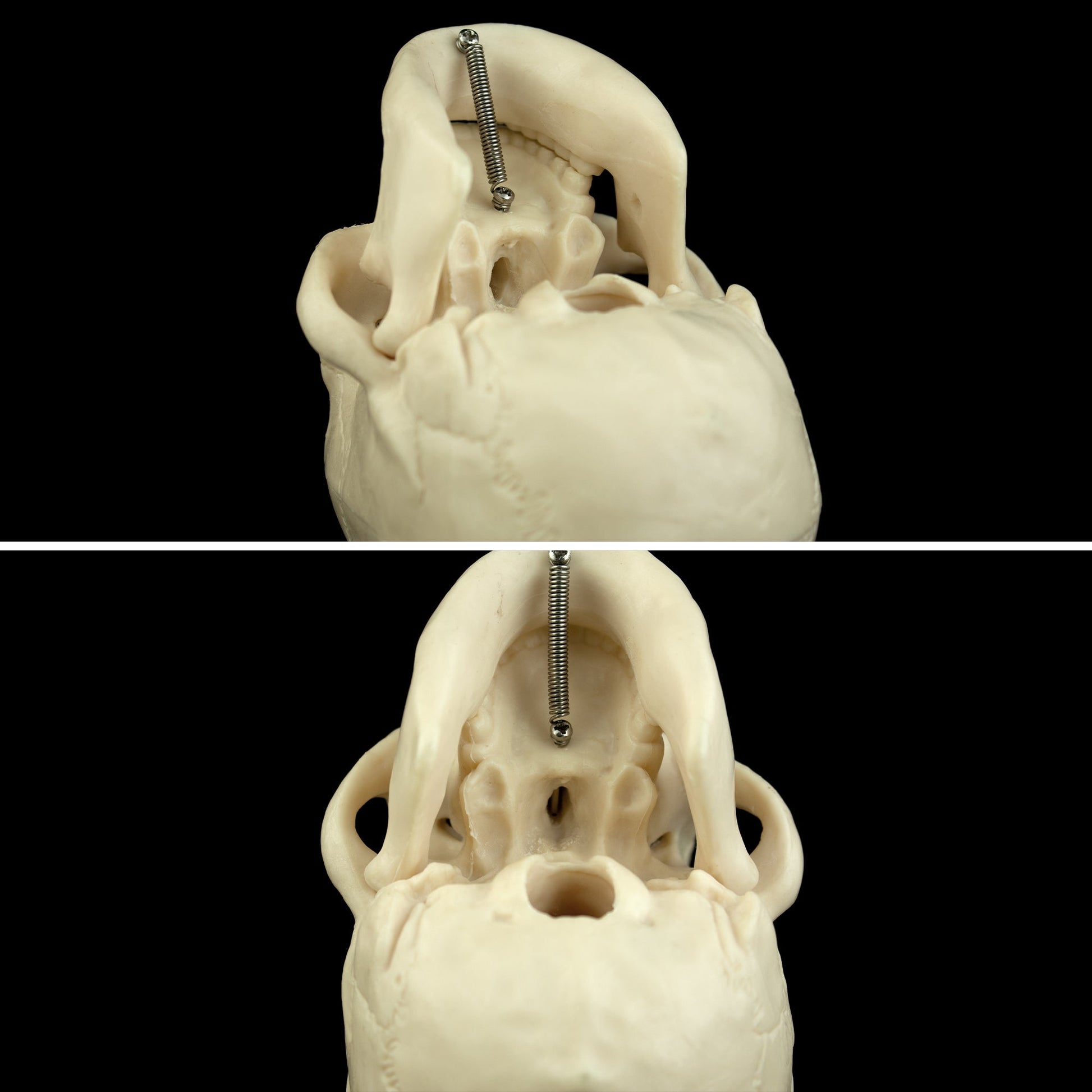 Mini Human Skull Model for medical and anatomy education