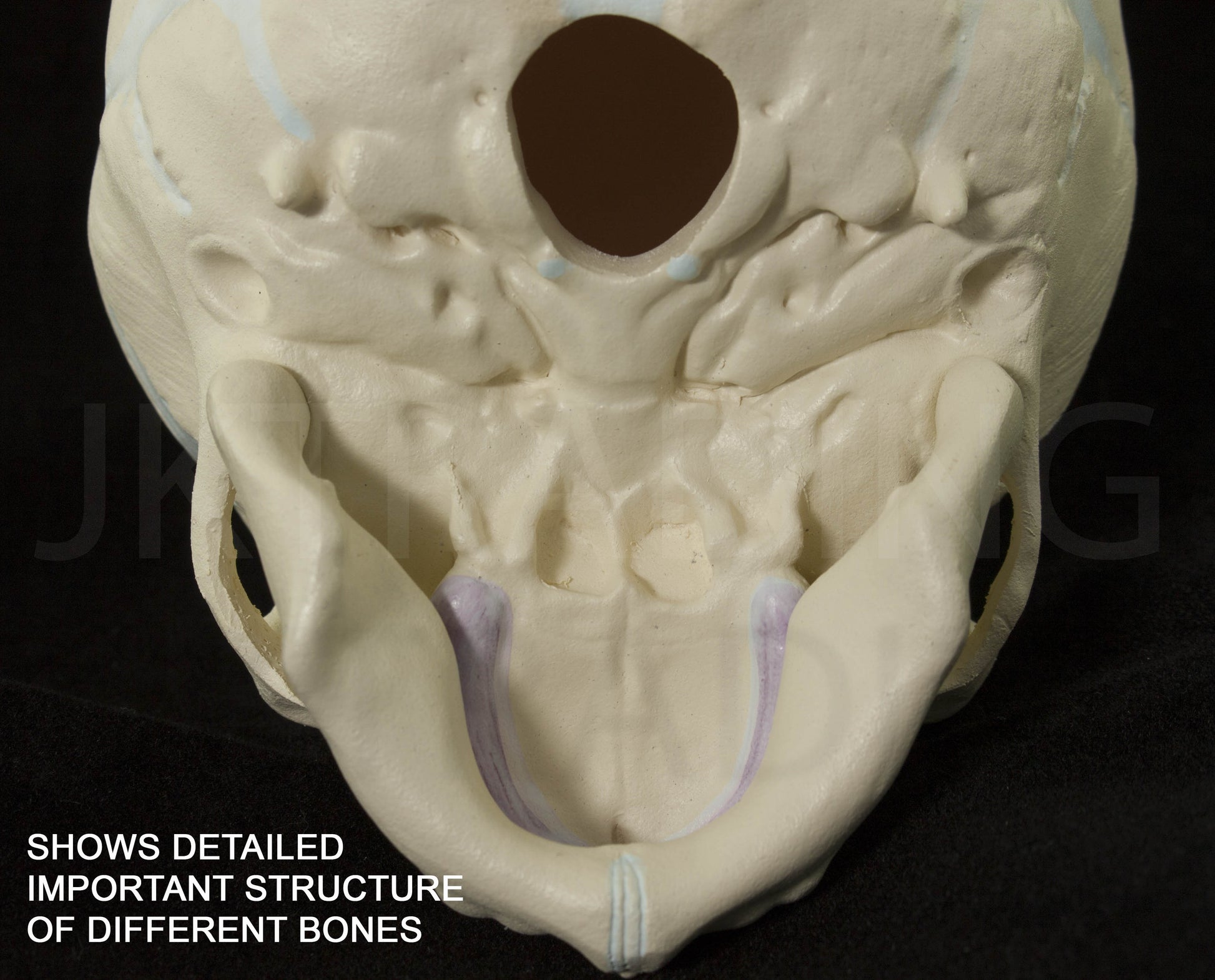 Foetal Skull Anatomy Model for medical and anatomy education
