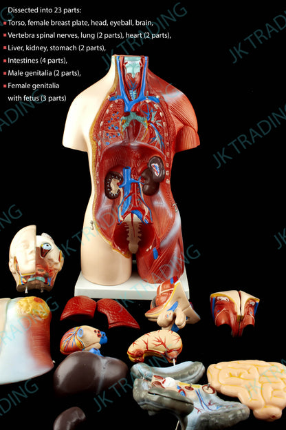 45cm Unisex Torso Anatomy Model for medical and anatomy education