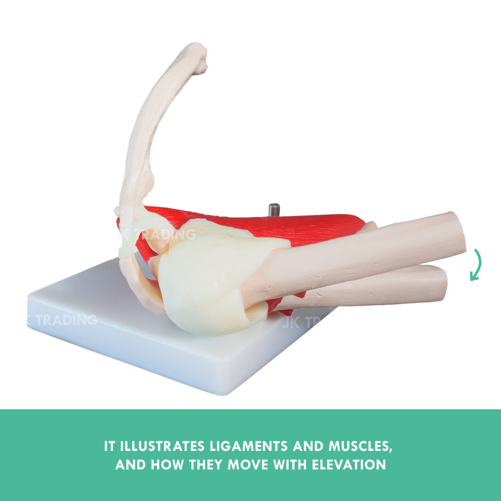 Muscled Shoulder Joint Model for medical and anatomy education