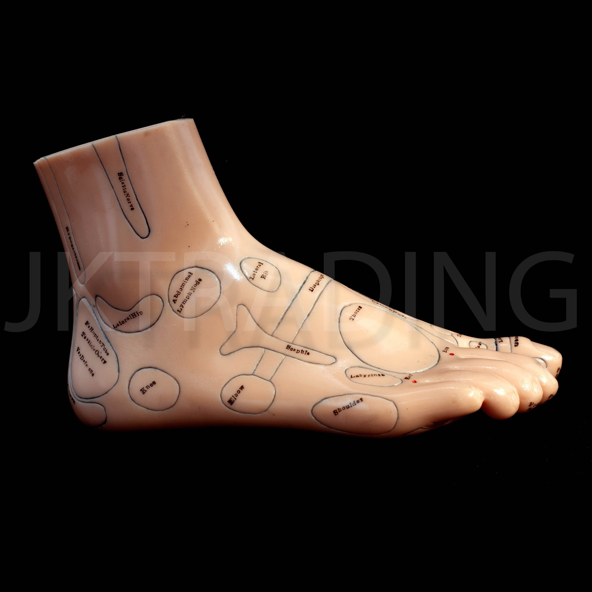 Foot Reflexology & Massage Anatomy Model for medical and anatomy education