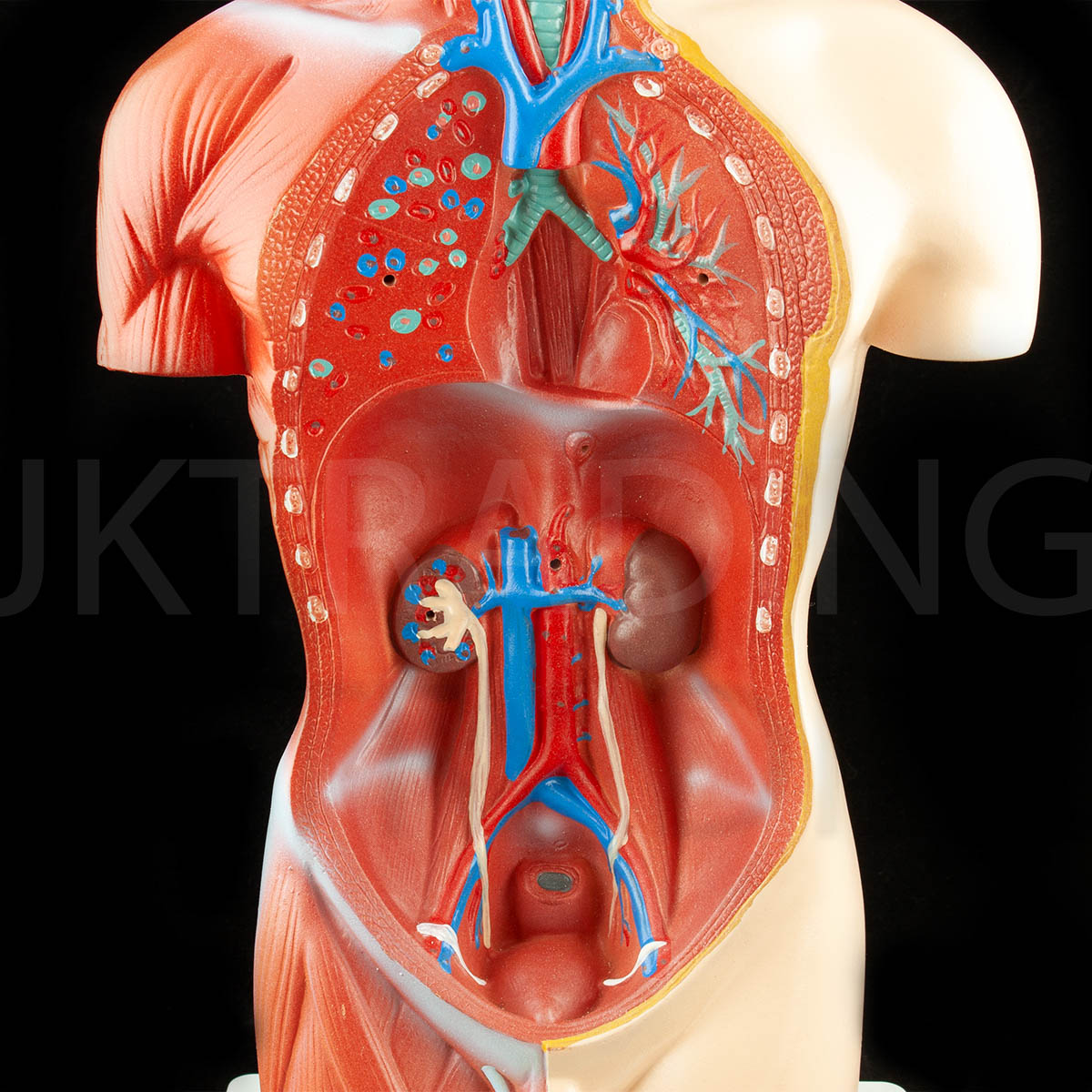 4D Male Torso Anatomy Model for medical and anatomy education
