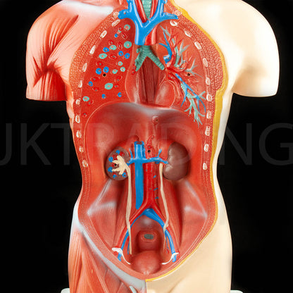 4D Male Torso Anatomy Model for medical and anatomy education