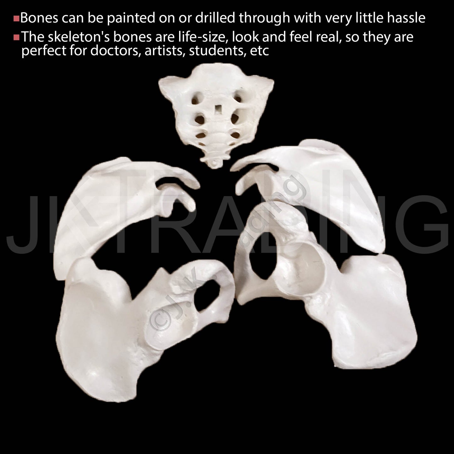 Disarticulated Human Skeleton for medical and anatomy education