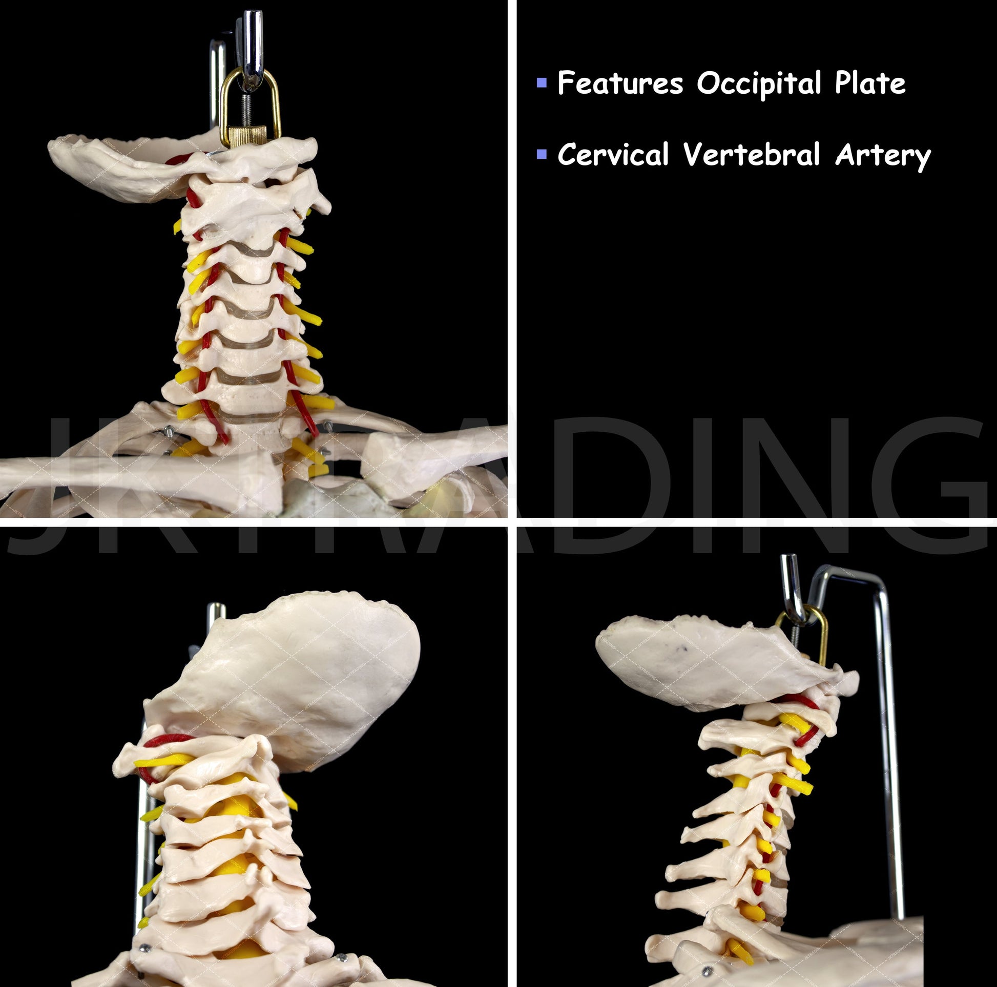 Human Skeletal Trunk Torso Model for medical and anatomy education