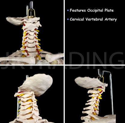 Human Skeletal Trunk Torso Model for medical and anatomy education