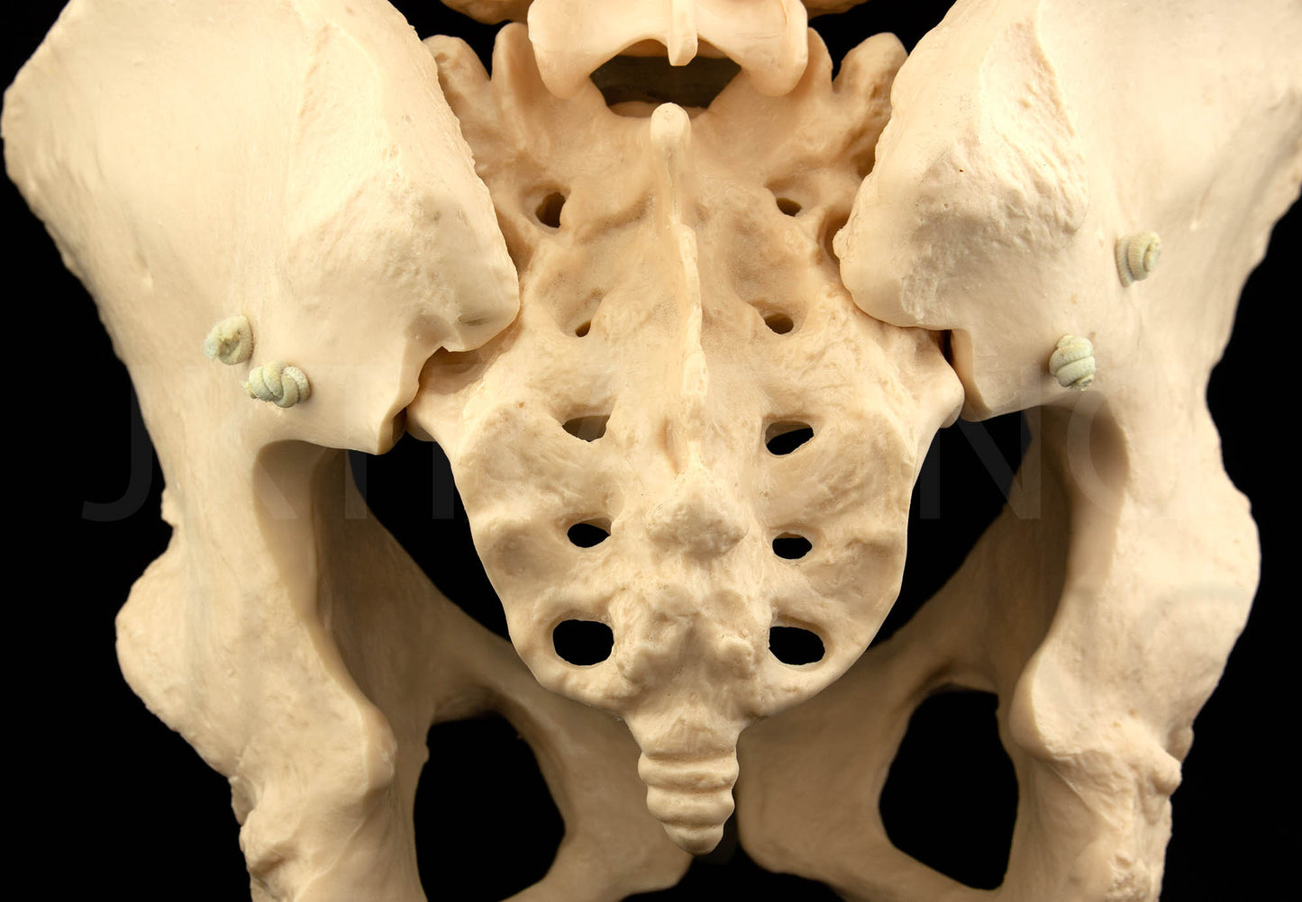 Expandable Female Pelvis Model for medical and anatomy education