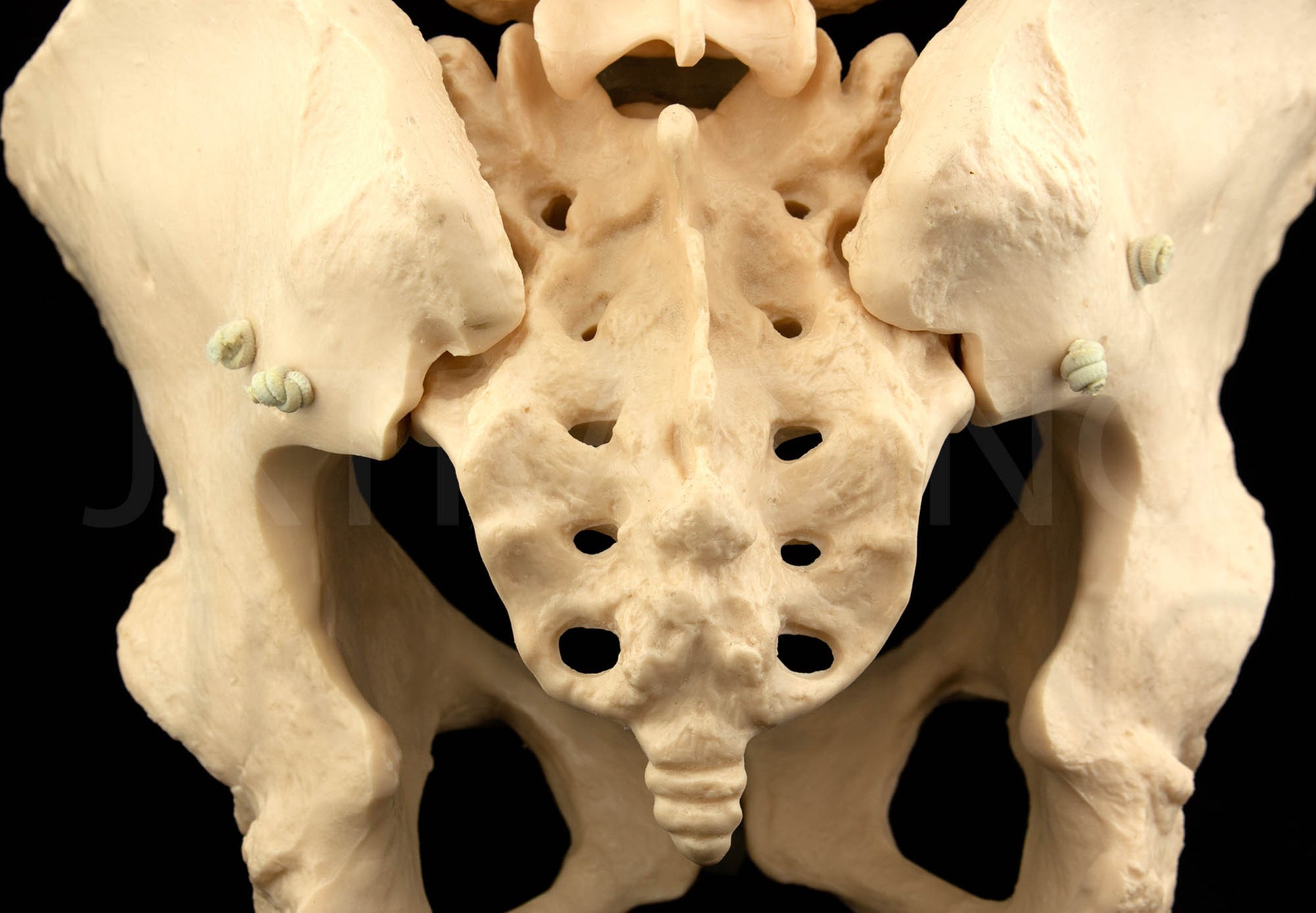 Expandable Female Pelvis Model for medical and anatomy education