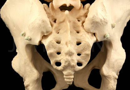 Expandable Female Pelvis Model for medical and anatomy education