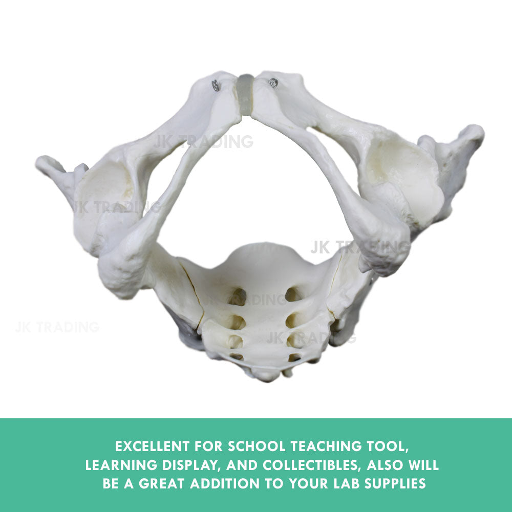 Female Pelvis Anatomy Model for medical and anatomy education