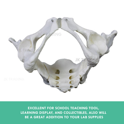 Female Pelvis Anatomy Model for medical and anatomy education