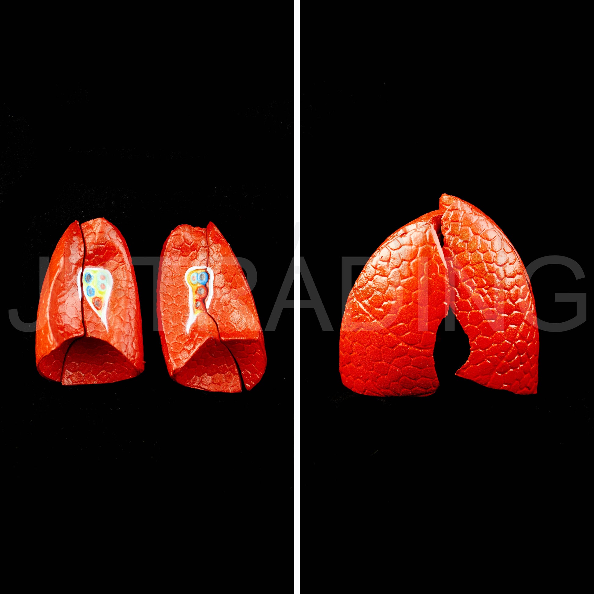 26cm Unisex Human Torso Anatomy Model for medical and anatomy education