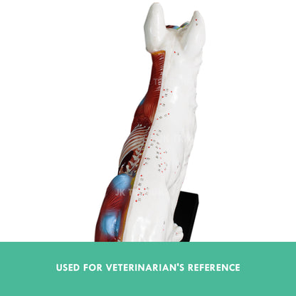 Canine Acupuncture Model for medical and anatomy education