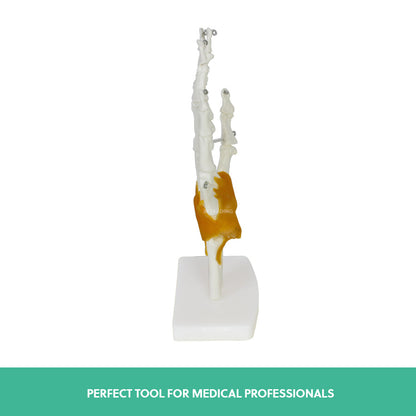 Human Hand Joint Anatomy Model for medical and anatomy education