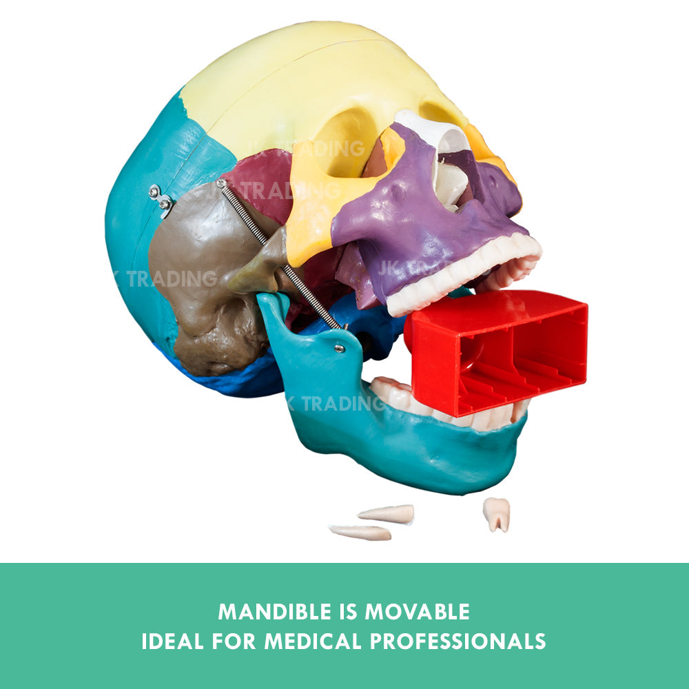 Coloured Human Skull Model for medical and anatomy education