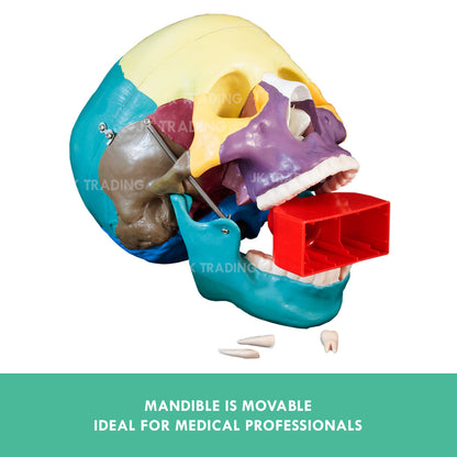 Coloured Human Skull Model for medical and anatomy education