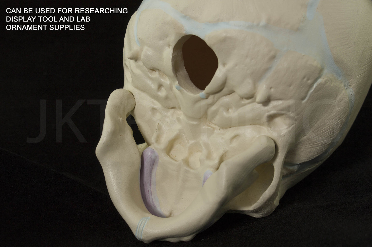 Foetal Skull Anatomy Model for medical and anatomy education