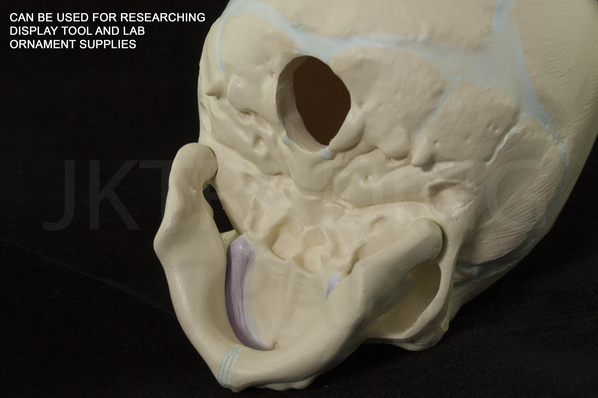 Foetal Skull Anatomy Model for medical and anatomy education