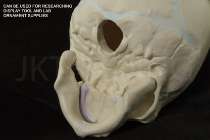 Foetal Skull Anatomy Model for medical and anatomy education