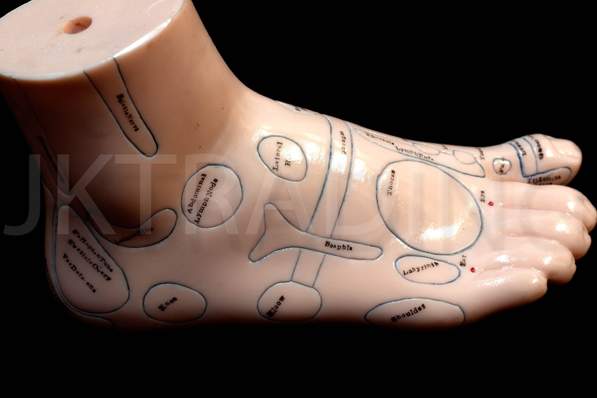 Foot Reflexology & Massage Anatomy Model for medical and anatomy education