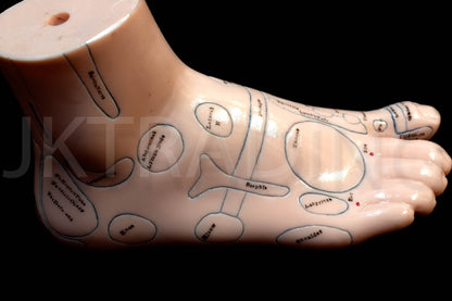 Foot Reflexology & Massage Anatomy Model for medical and anatomy education