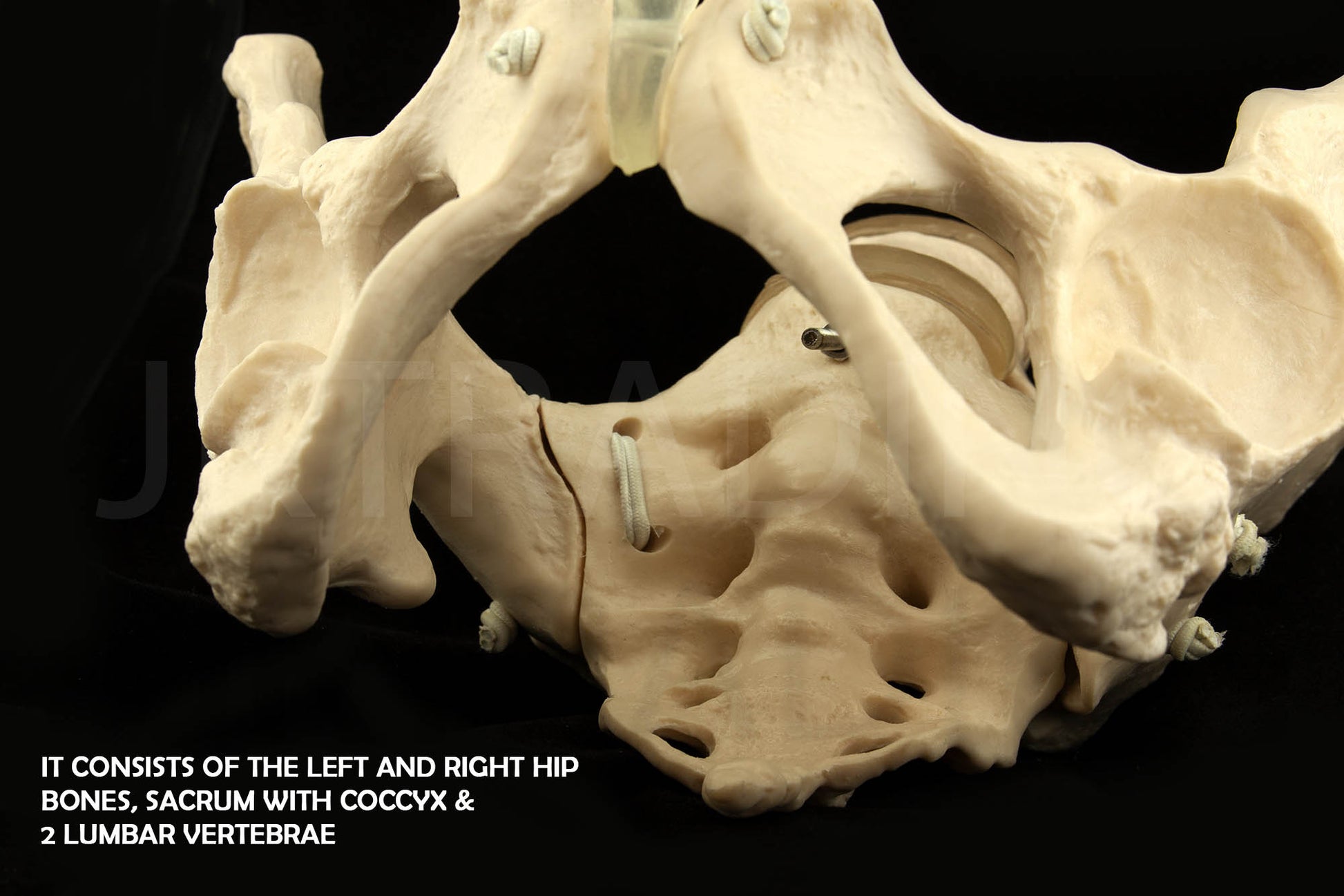 Expandable Female Pelvis Model for medical and anatomy education