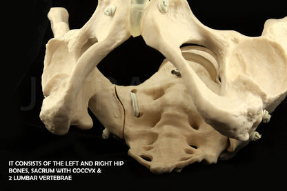 Expandable Female Pelvis Model for medical and anatomy education