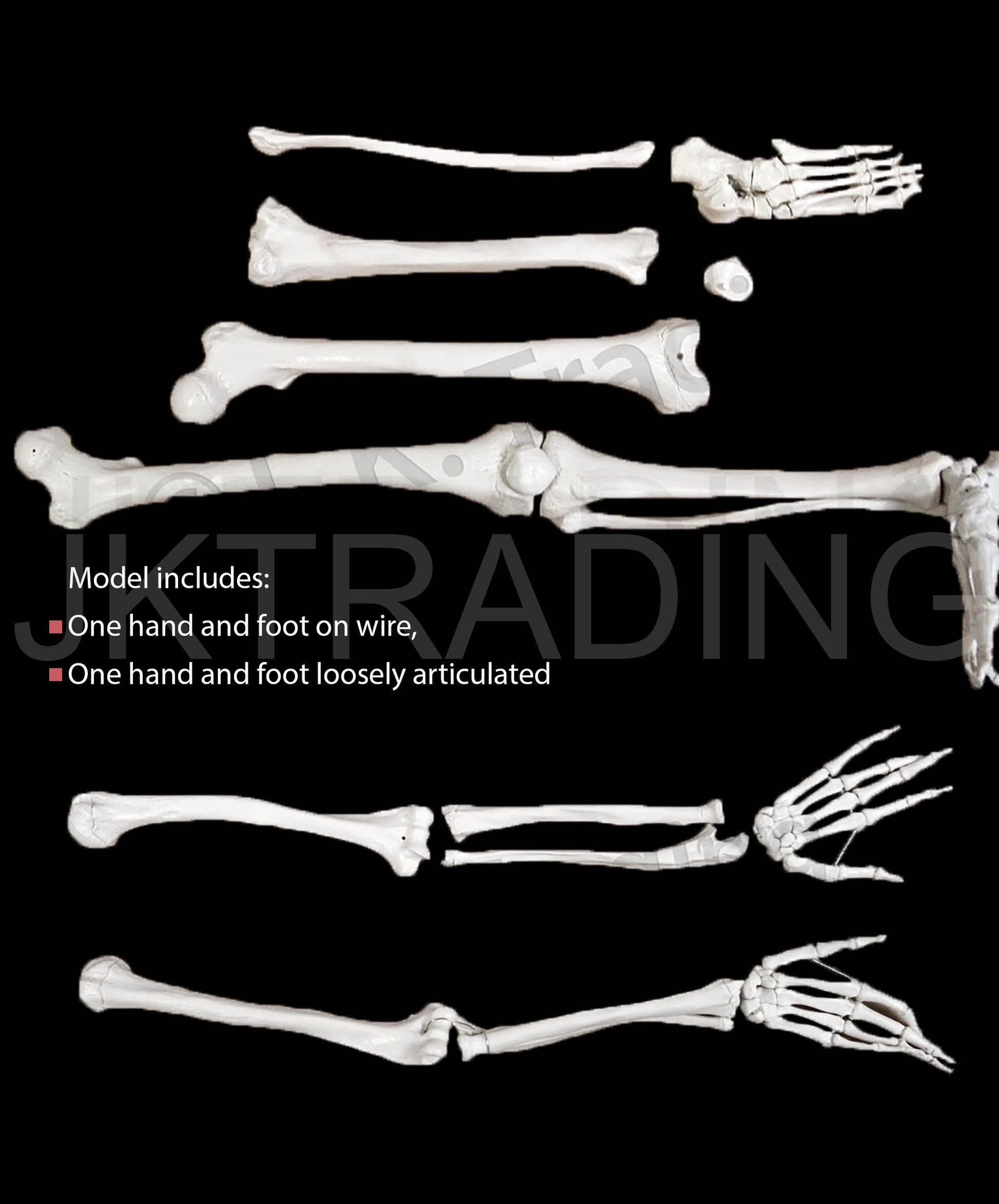 Disarticulated Human Skeleton for medical and anatomy education