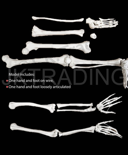 Disarticulated Human Skeleton for medical and anatomy education
