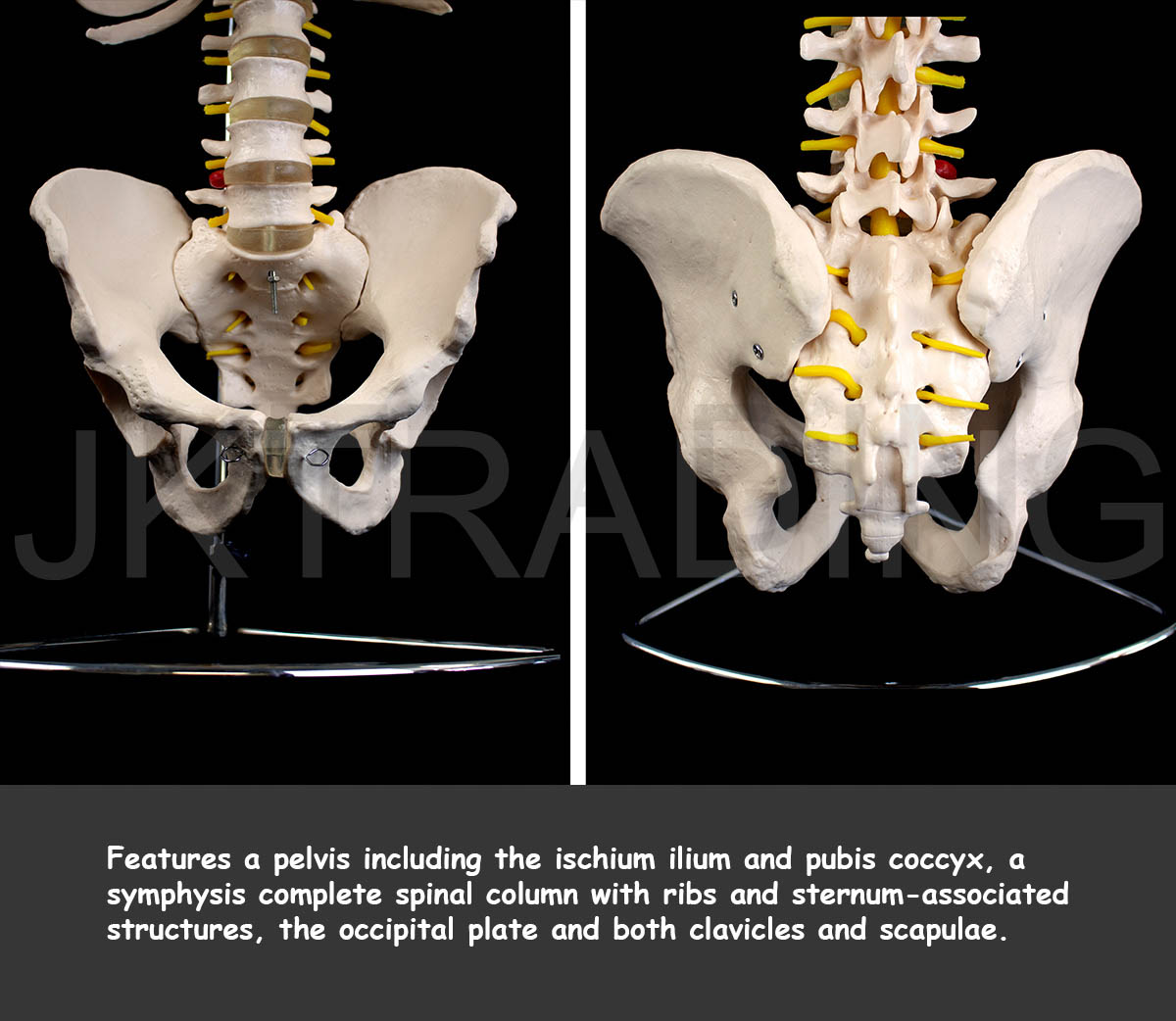 Human Skeletal Trunk Torso Model for medical and anatomy education